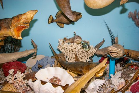 corfu sea shell museum gallery 1 480